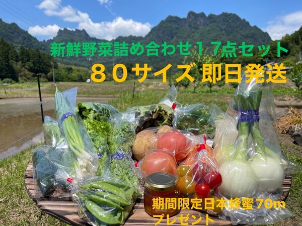 新鮮野菜詰め合わせ17点セット 期間限定日本蜂蜜70mプレゼント 80サイズ