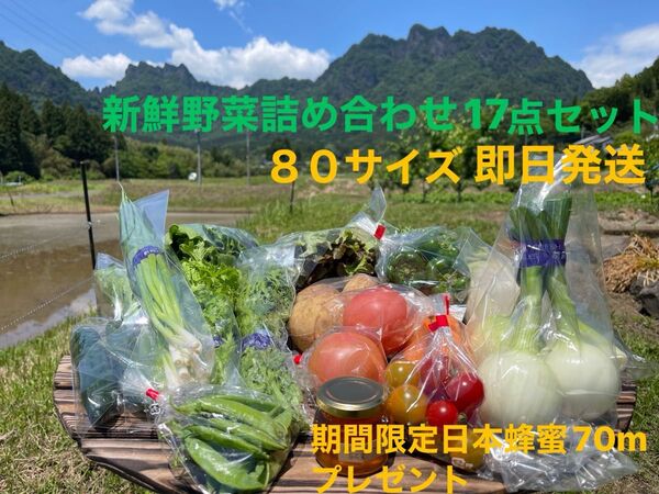 新鮮野菜詰め合わせ17点セット 期間限定日本蜂蜜70mプレゼント 80サイズ
