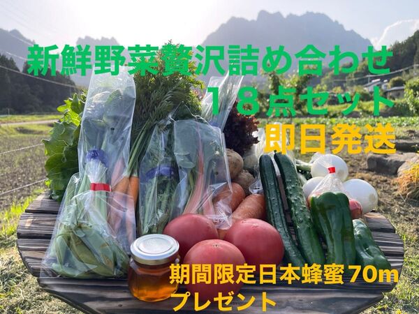 新鮮野菜贅沢詰め合わせ18点セット 期間限定日本蜂蜜70mプレゼント 80サイズ