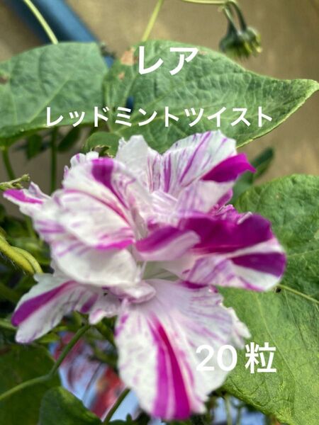 【レア】レッドミントツイスト 朝顔 種子 20粒以上 西洋朝顔