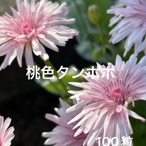ももいろタンポポ クレピス 種 100粒以上 春 秋