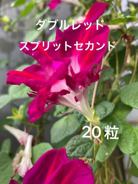 ダブルレッド スプリットセカンド 種子 20粒以上 初心者 変化朝顔