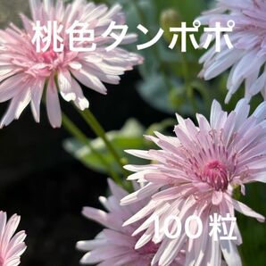 ももいろタンポポ クレピス 種 100粒以上 春 秋