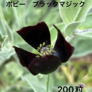ポピー ブラックマジック 種子 200粒 花 秋 春 黒