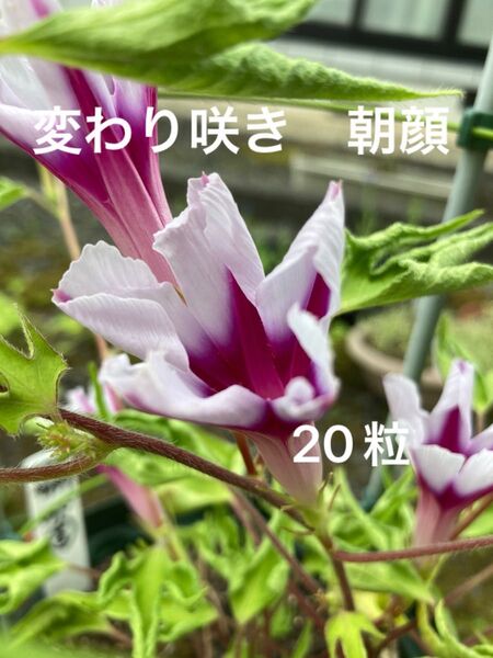 覆輪采咲牡丹 朝顔 種子 20粒以上 変わり咲き朝顔