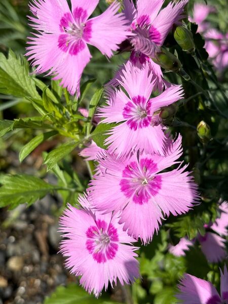 タツタナデシコ 種子 50粒 花 秋 春 初心者