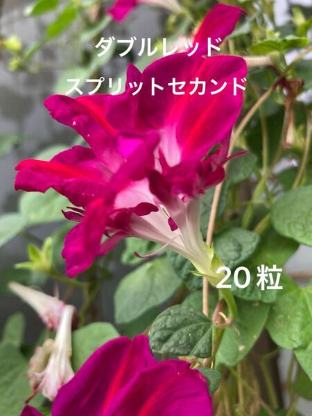 ダブルレッド スプリットセカンド 種子 20粒以上 初心者 変化朝顔