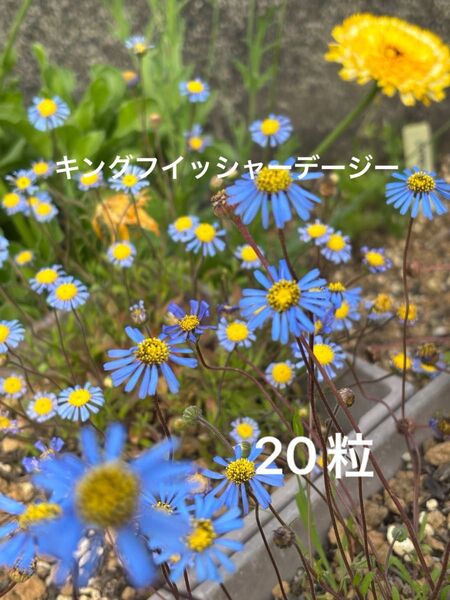 キングフイッシャーデージー 種子 20粒以上 花 ブルーデージー カワセミ