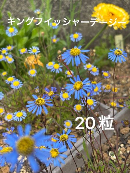 キングフイッシャーデージー 種子 20粒以上 花 ブルーデージー