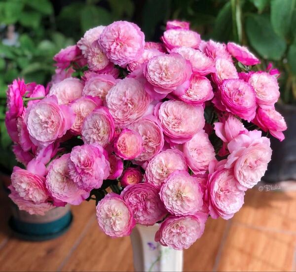 バラ苗 バラ大苗 切花バラ苗 イングリッシュ 薔薇苗 希少