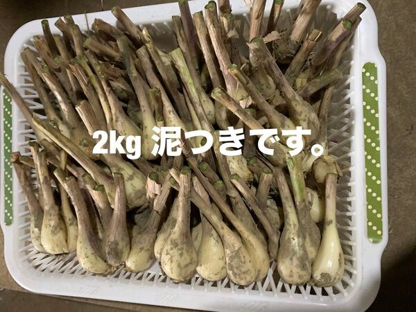 土付き らっきょう 2kg 鷹のツメおまけ 自家用無農薬栽培