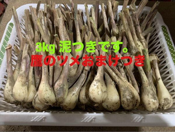 土付き らっきょう 3kg 鷹のツメおまけ 自家用無農薬栽培