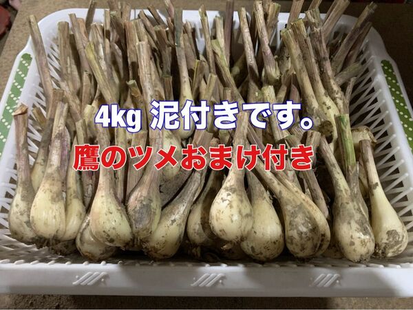 土付き らっきょう 4kg 鷹のツメおまけ 自家用無農薬栽培