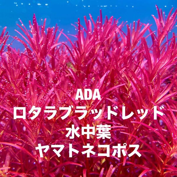 ADAロタラブラッドレッド 20本 無農薬水中葉 ヤマトネコポス1