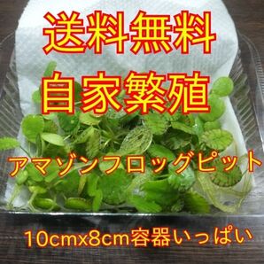 ネコポス発送★アマゾンフロッグピット★10.5cmx8cm容器★