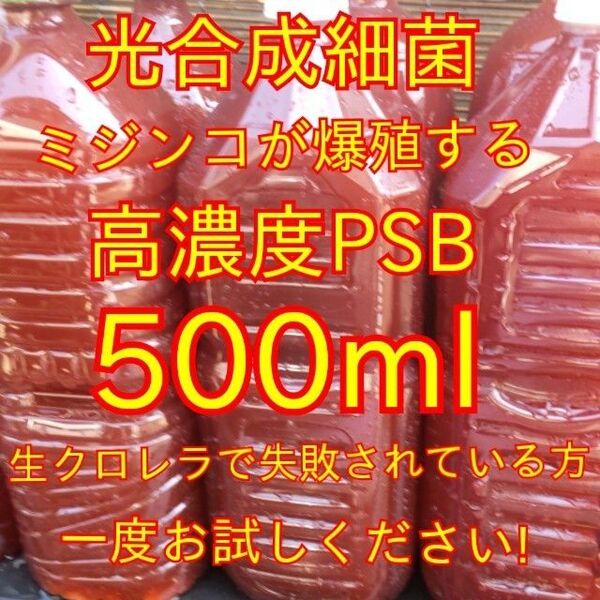 ミジンコ、ゾウリムシ爆殖します★送料無料★自家培養★高濃度光合成細菌PSB500ml+培養用エビオス錠9錠#生クロレラも出品中