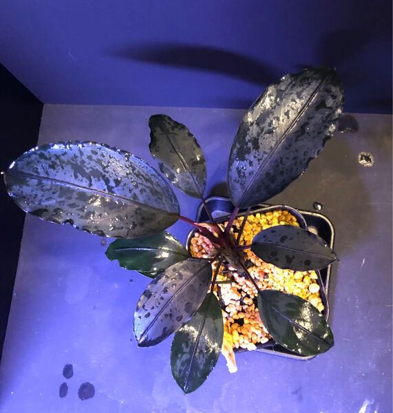 陰性水草の王様的存在Bucephalandra motleyana Miri産
