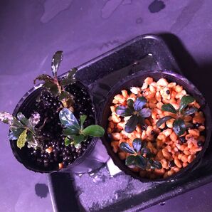 陰性水草ブセファランドラ6種 クダガン フェニックス ブラウニーパープル等