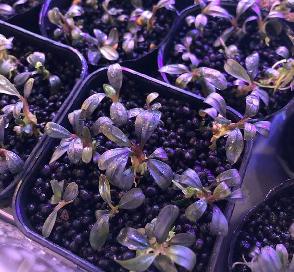 陰性水草の王様的存在【ブセファランドラ】ブラウニーフェニックス5株