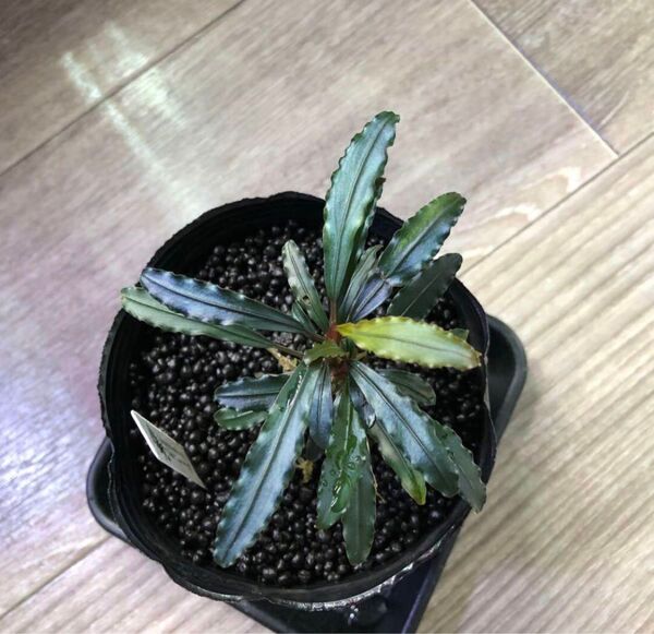 陰性水草の王様的存在【ブセファランドラ】Dark blue sword