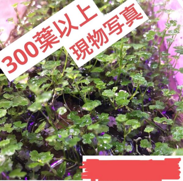 簡単に緑の絨毯を作れる【オーストラリアンクローバー】300葉以上メルカリ便