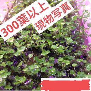 簡単に緑の絨毯を作れる【オーストラリアンクローバー】300葉以上メルカリ便