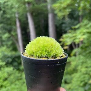 可愛い姿のトロピカルピローモス パルダリウムやコケリウムにも◎