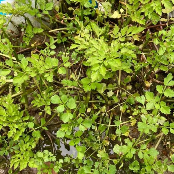 セリの苗 20本 芹 香味野菜 韓国お鍋にも