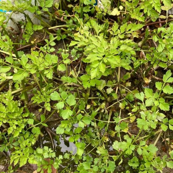セリの苗 20本 芹 抜き苗発送 お鍋にも