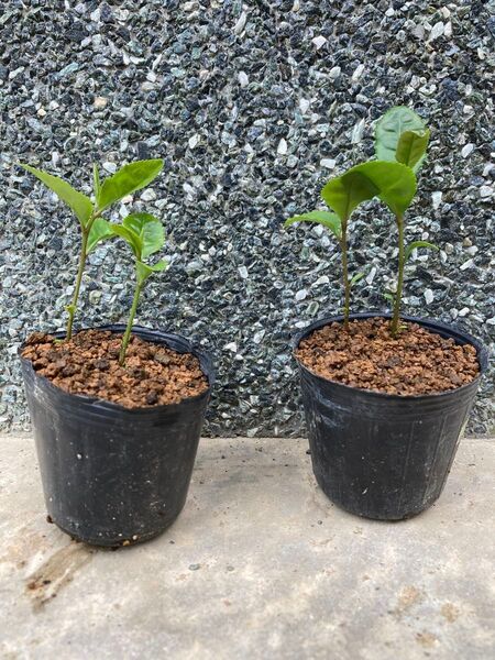 茶の木苗2本仕立×2ポット チャノキ 盆栽 植木