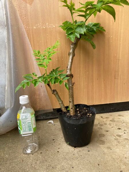 トゲなしタラの木 苗木 タラの芽 消毒なし