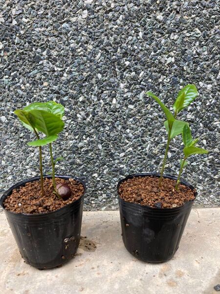 茶の木苗 2本仕立×2ポット チャノキ 消毒なし ポット植え お茶の木