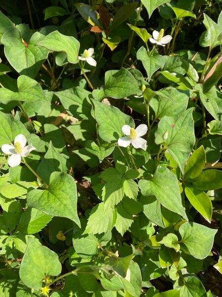 ドクダミ苗 25本 薬草 お茶にも 抜き苗