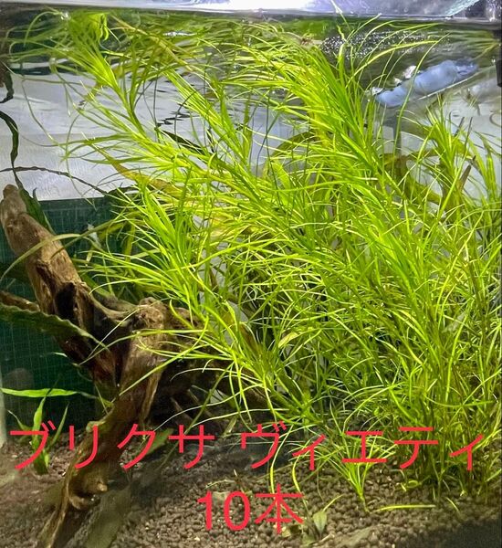 ブリクサ ヴィエティ 10本 無農薬 水草