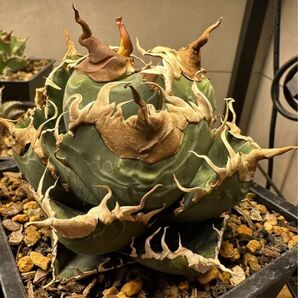 アガベ チタノタ 悪魔メデューサ
