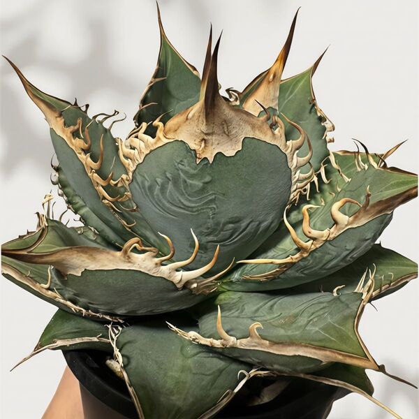 アガベ アガベチタノタ 冠鷲 agave titanota crown eagle