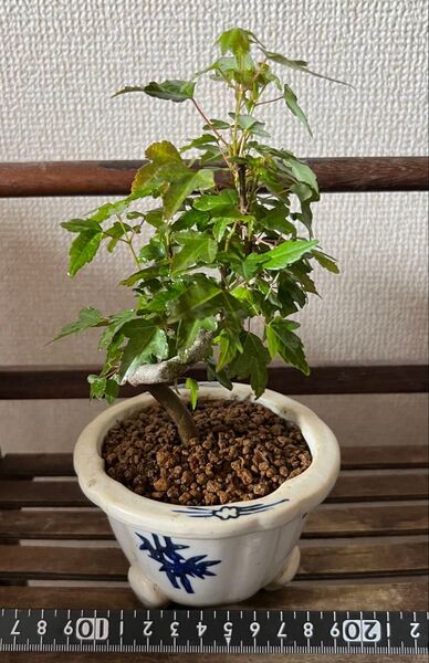 カエデ盆栽 楓 小品盆栽素材