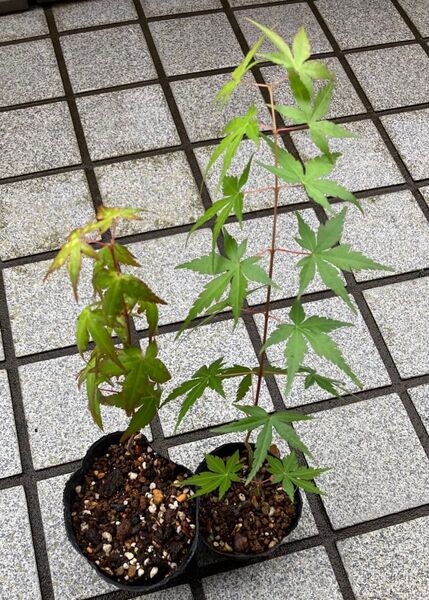 もみじ苗木 1株 盆栽用