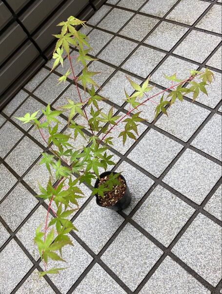 もみじ苗木 1株 盆栽用