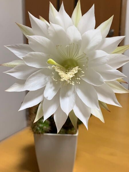 花サボテン☆エキノプシス☆金盛丸☆子持ち☆古株☆鉢ごと発送