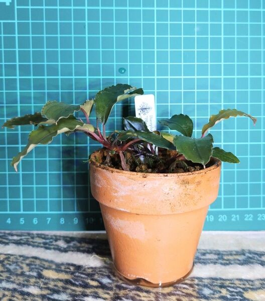 ブセファランドラ ブラックベンチィ2 水草 Bucephalandra