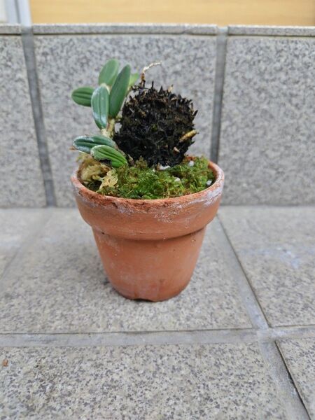 洋蘭原種 デンドロビウム リングイフォルメ