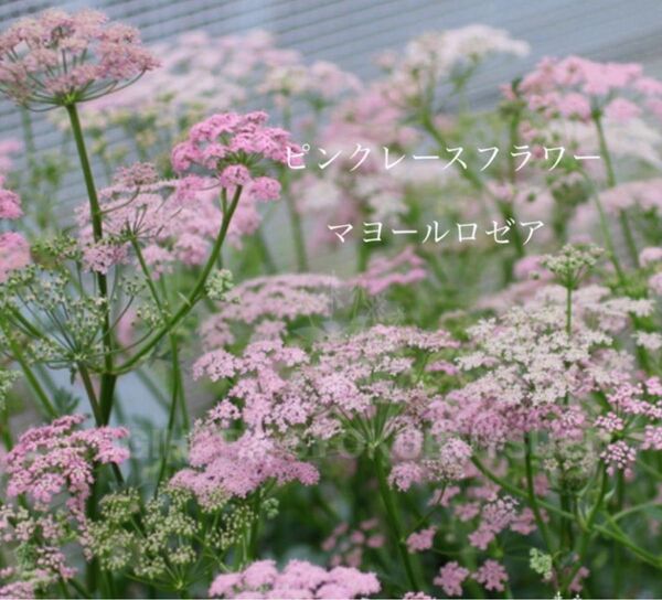 『希少』ピンクレースフラワー苗 マヨールロゼア レースフラワー