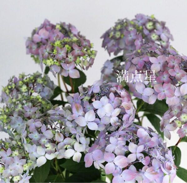 山紫陽花苗 満点星