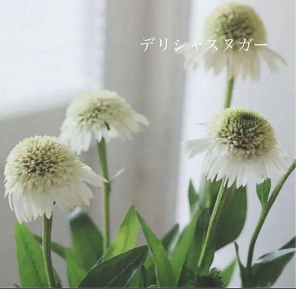 エキナセア苗 デリシャスヌガー 八重咲き