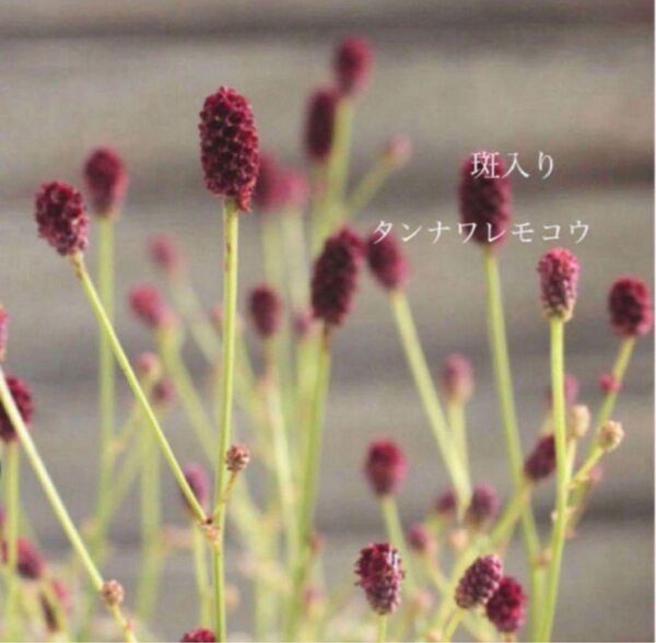 斑入りタンナワレモコウ苗