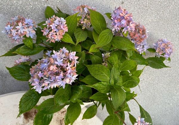 山紫陽花苗 マルルー