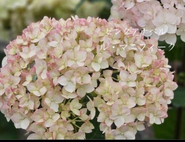 アジサイ アナベル ル・マニフィーク 品種ラベル付き 紫陽花 アナベル苗