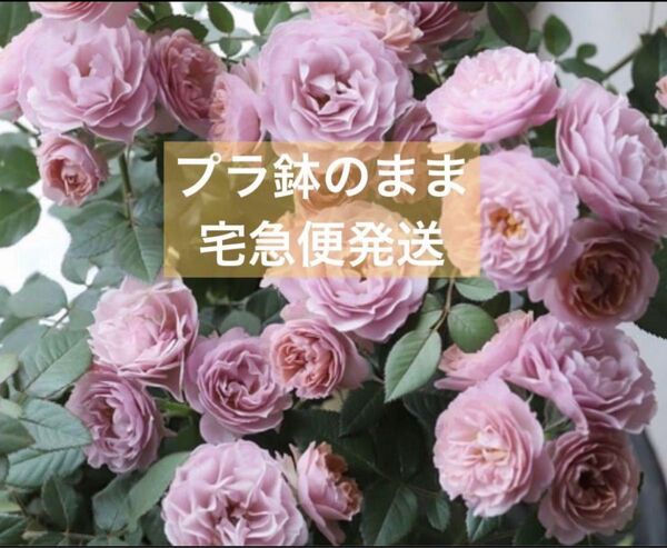 【四季咲き】ミニバラ苗 開花中 ウェディングゴールド カーナハニーゴールド