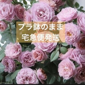【四季咲き】ミニバラ苗 開花中 ウェディングゴールド カーナハニーゴールド